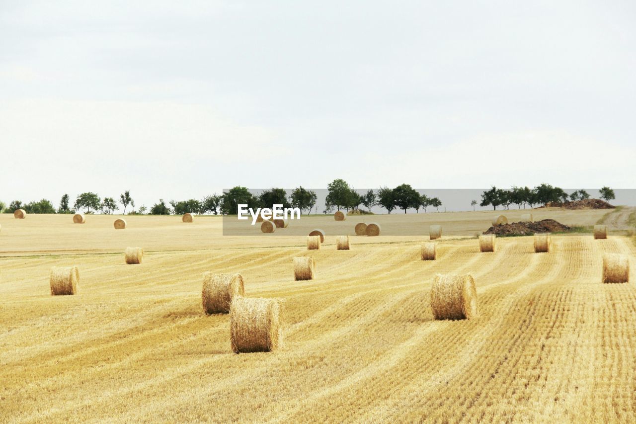 Hay bales on field