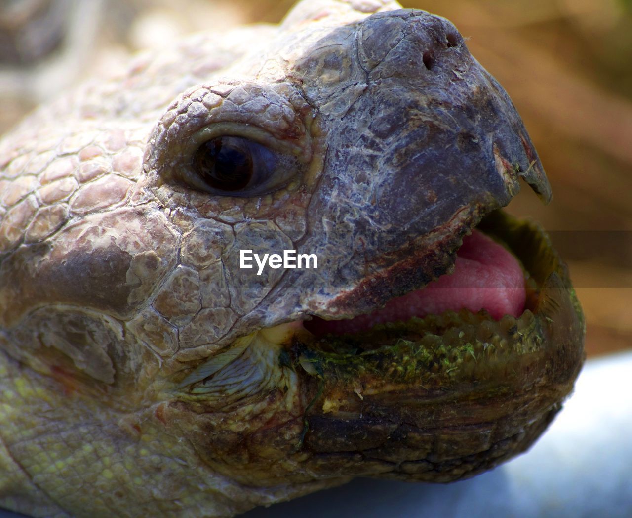 CLOSE-UP OF A TURTLE