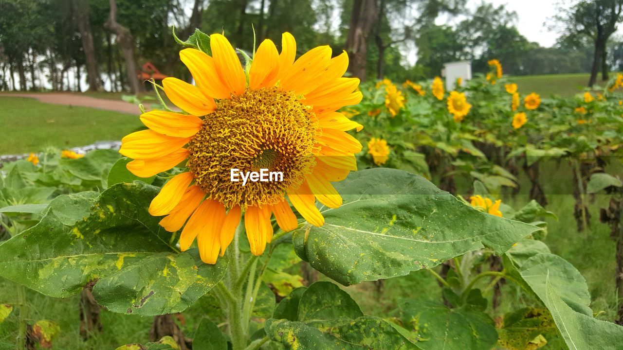 Close-up of sunflower