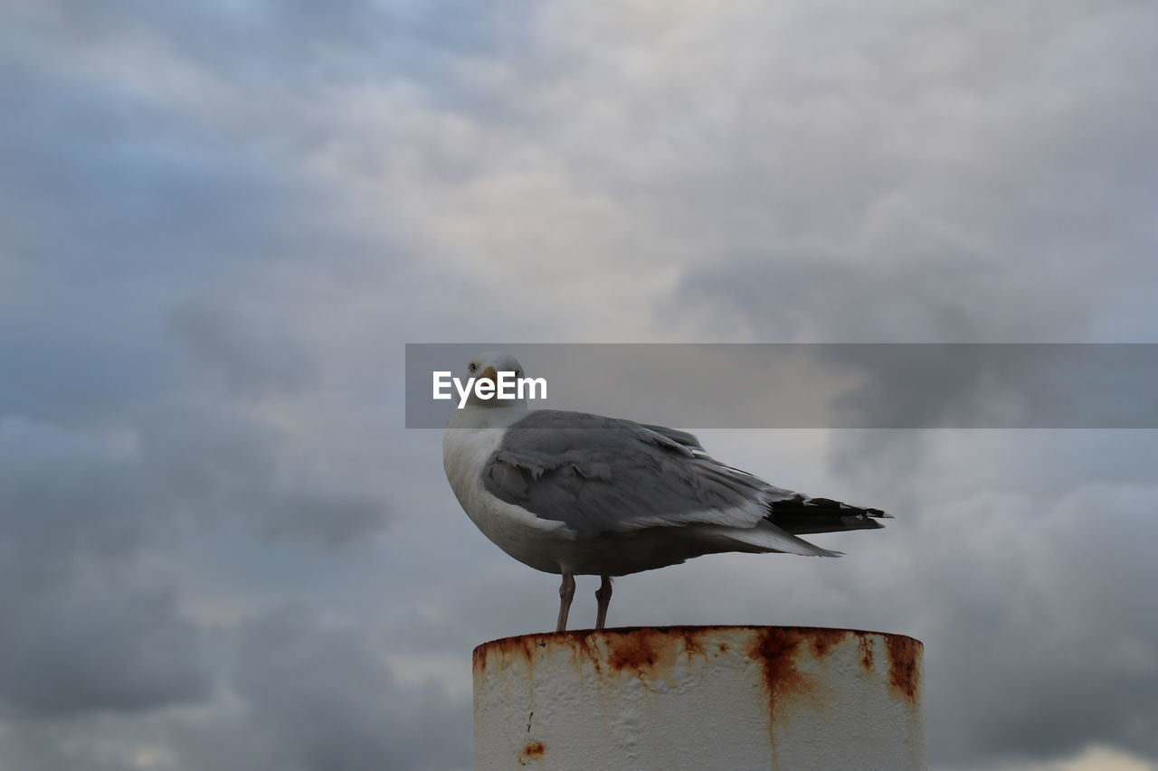 LOW ANGLE VIEW OF SEAGULLS PERCHING ON WOODEN POST