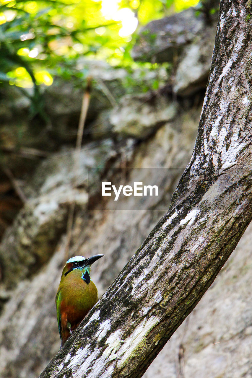 Motmot perching on branch in forest