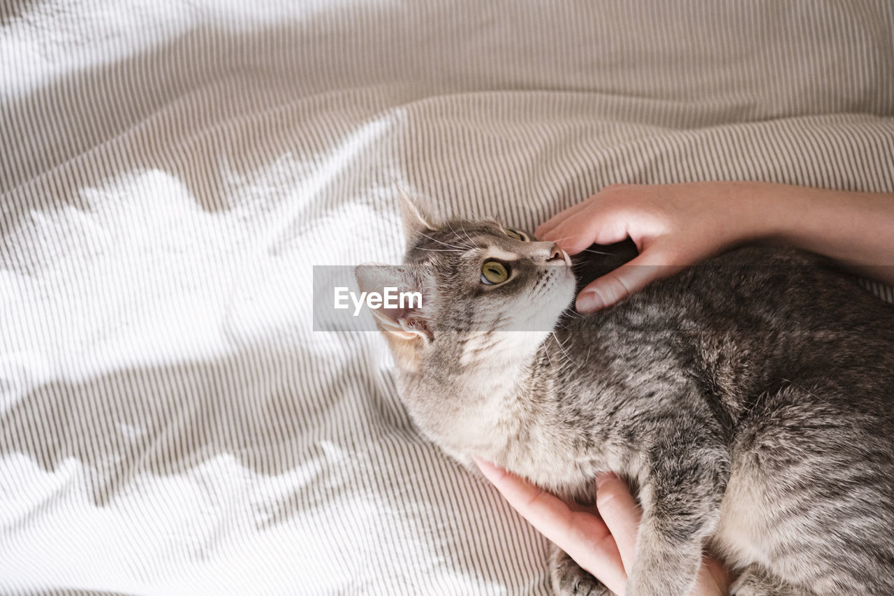 The gray striped cat lies on the bed with woman's hands. the relationship between a cat and a person