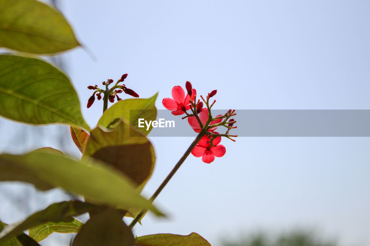 LOW ANGLE VIEW OF RED FLOWERING PLANTS AGAINST SKY