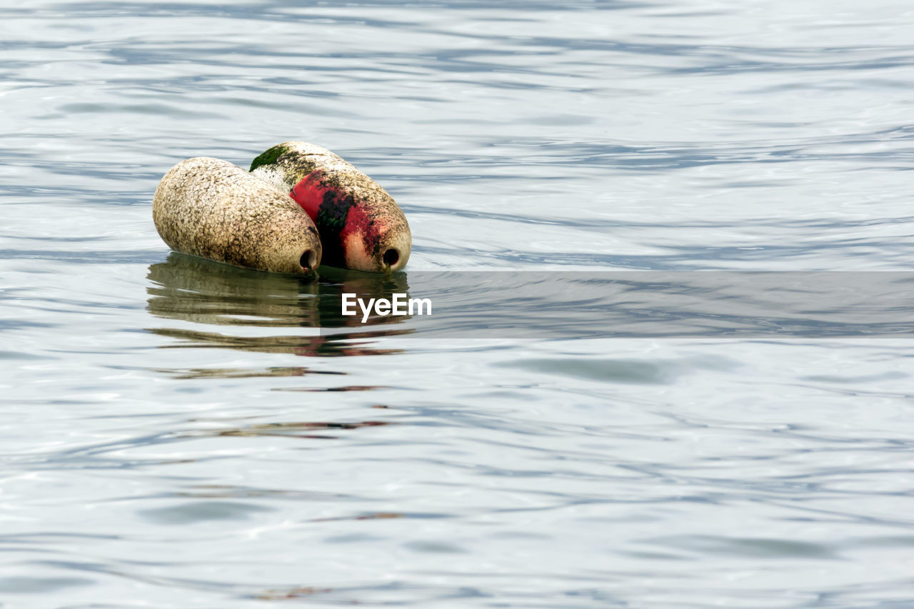 CLOSE-UP OF SWANS SWIMMING IN LAKE