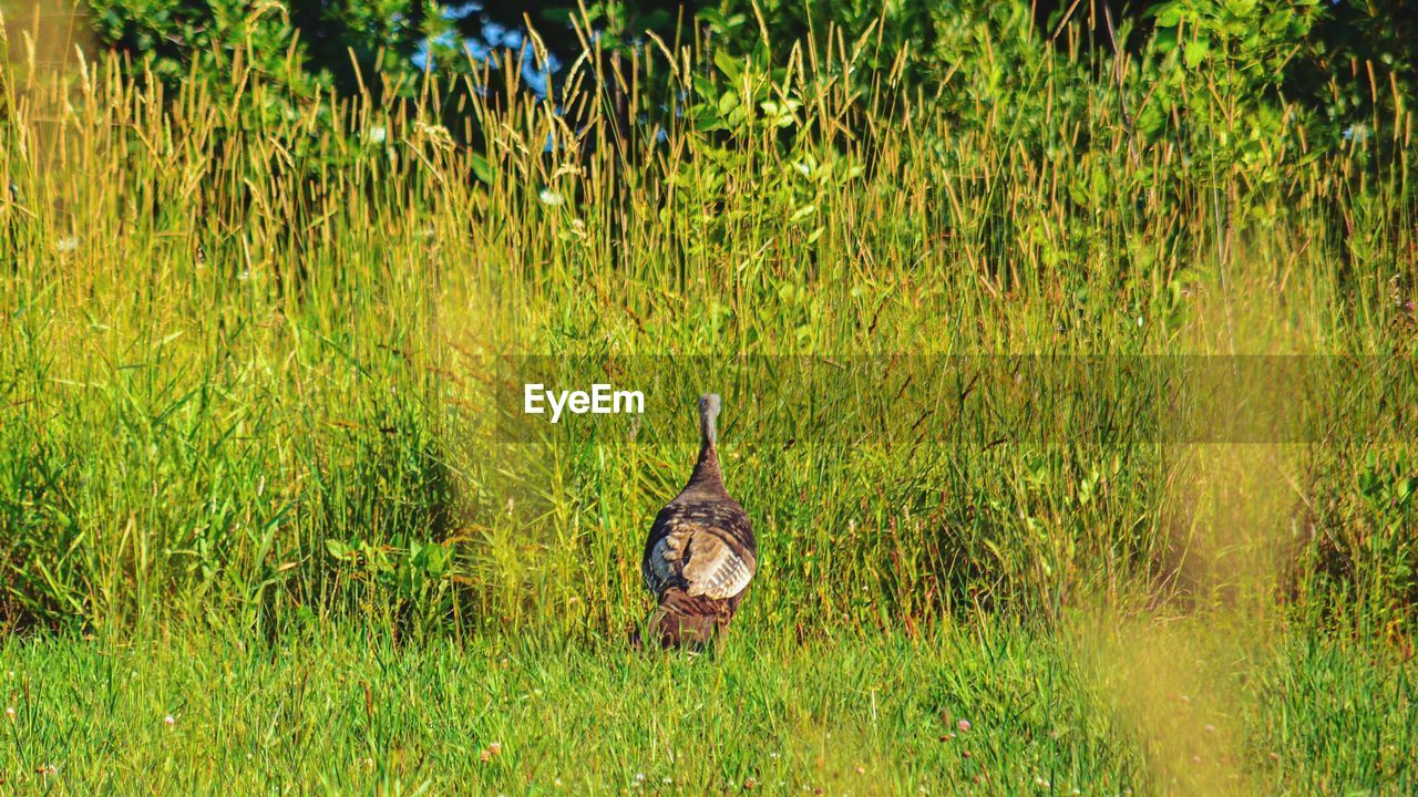 VIEW OF HORSE ON GRASS