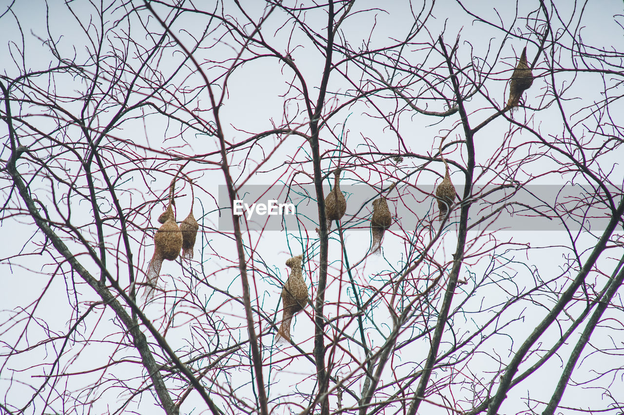 LOW ANGLE VIEW OF BIRDS PERCHING ON BARE TREE