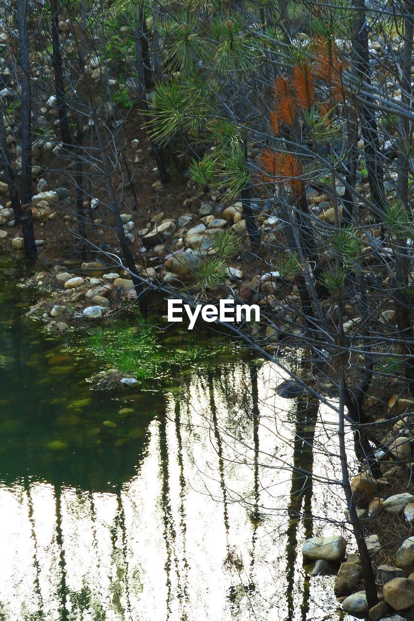 REFLECTION OF TREES ON WATER