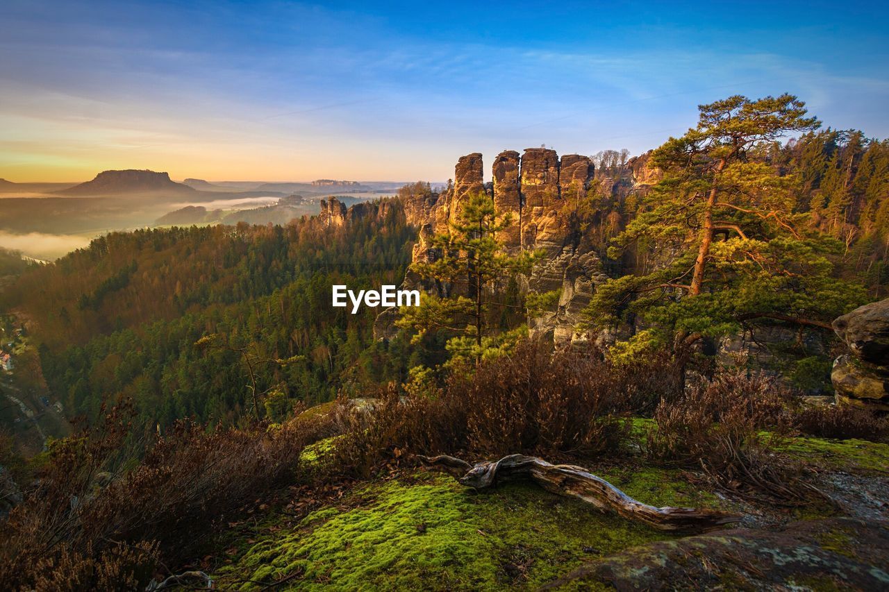 View of trees on landscape against sky