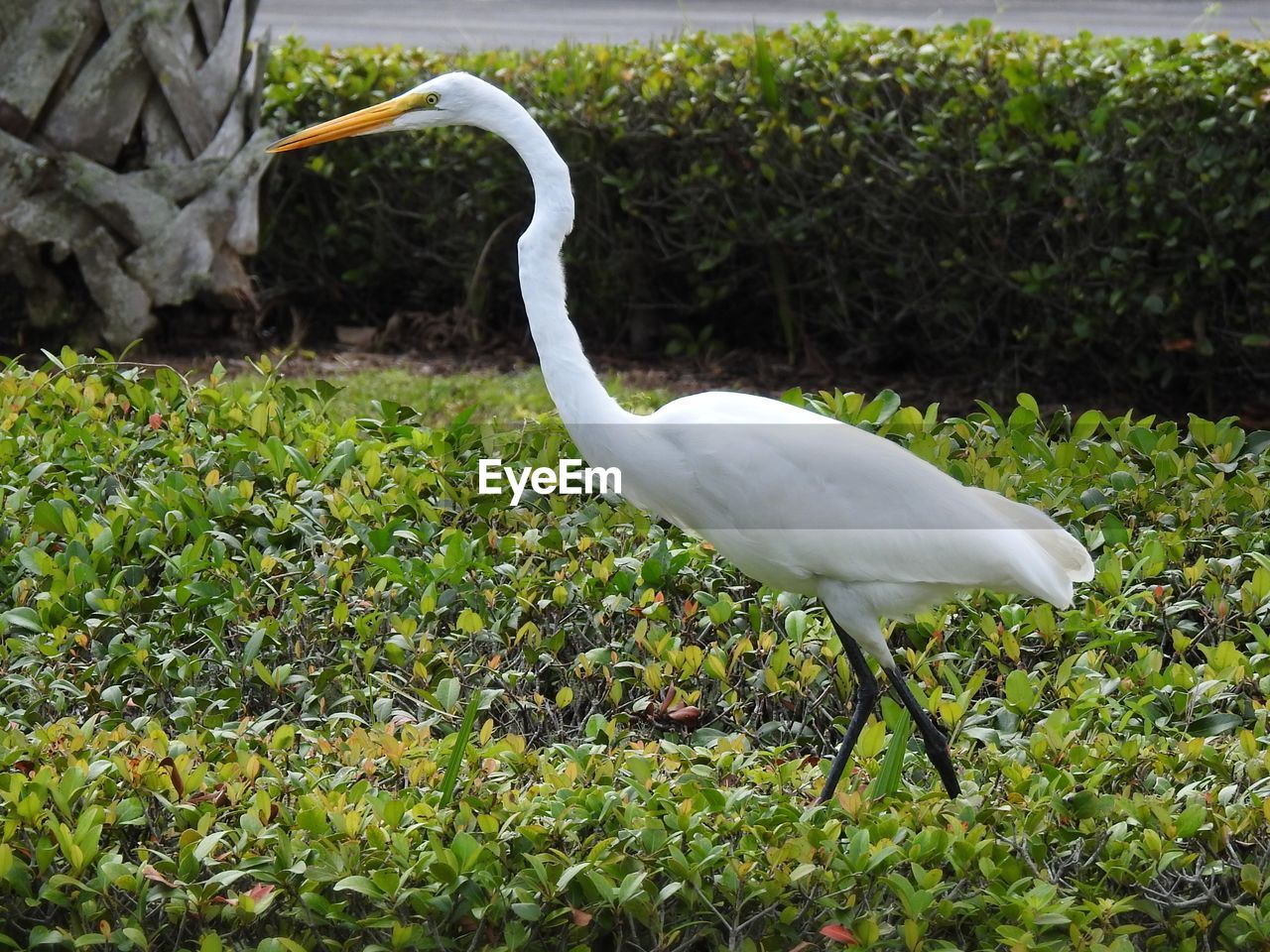 BIRD ON A FIELD