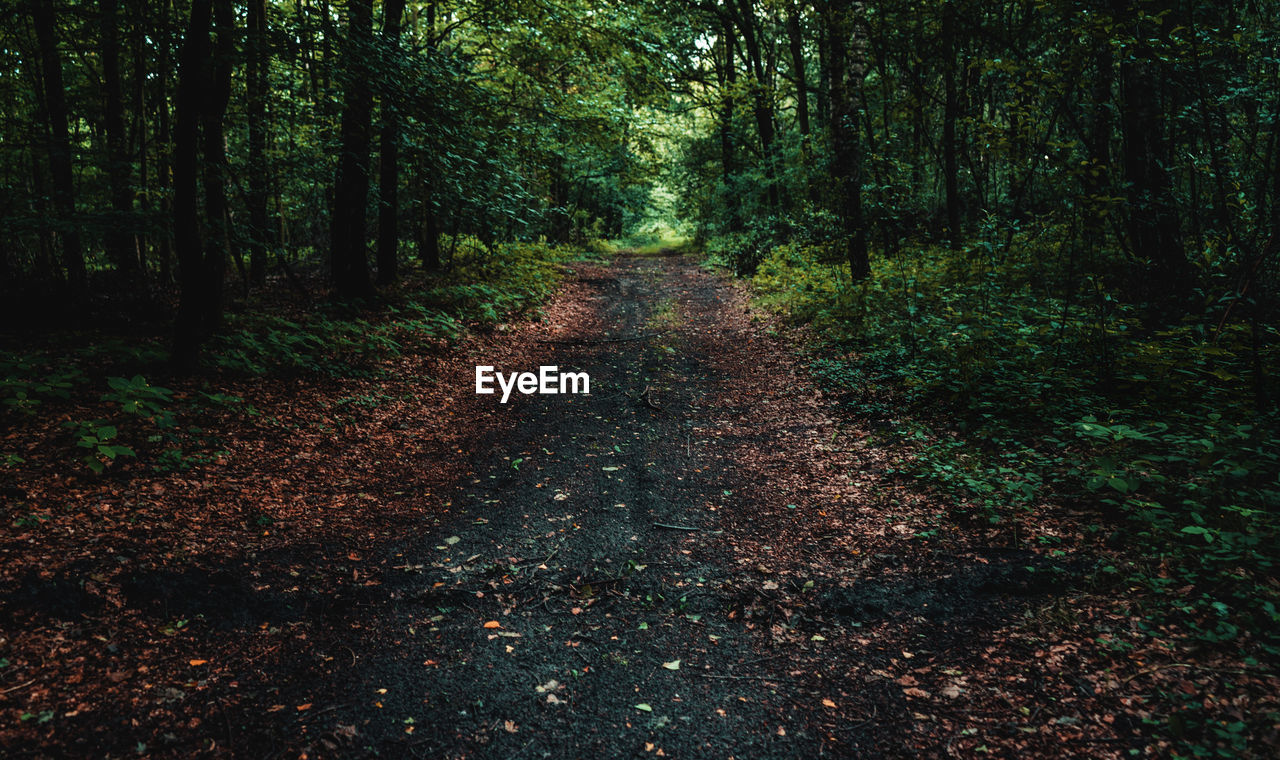 Road amidst trees in forest during autumn