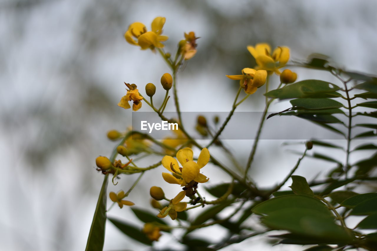 Close-up of yellow flowering plant