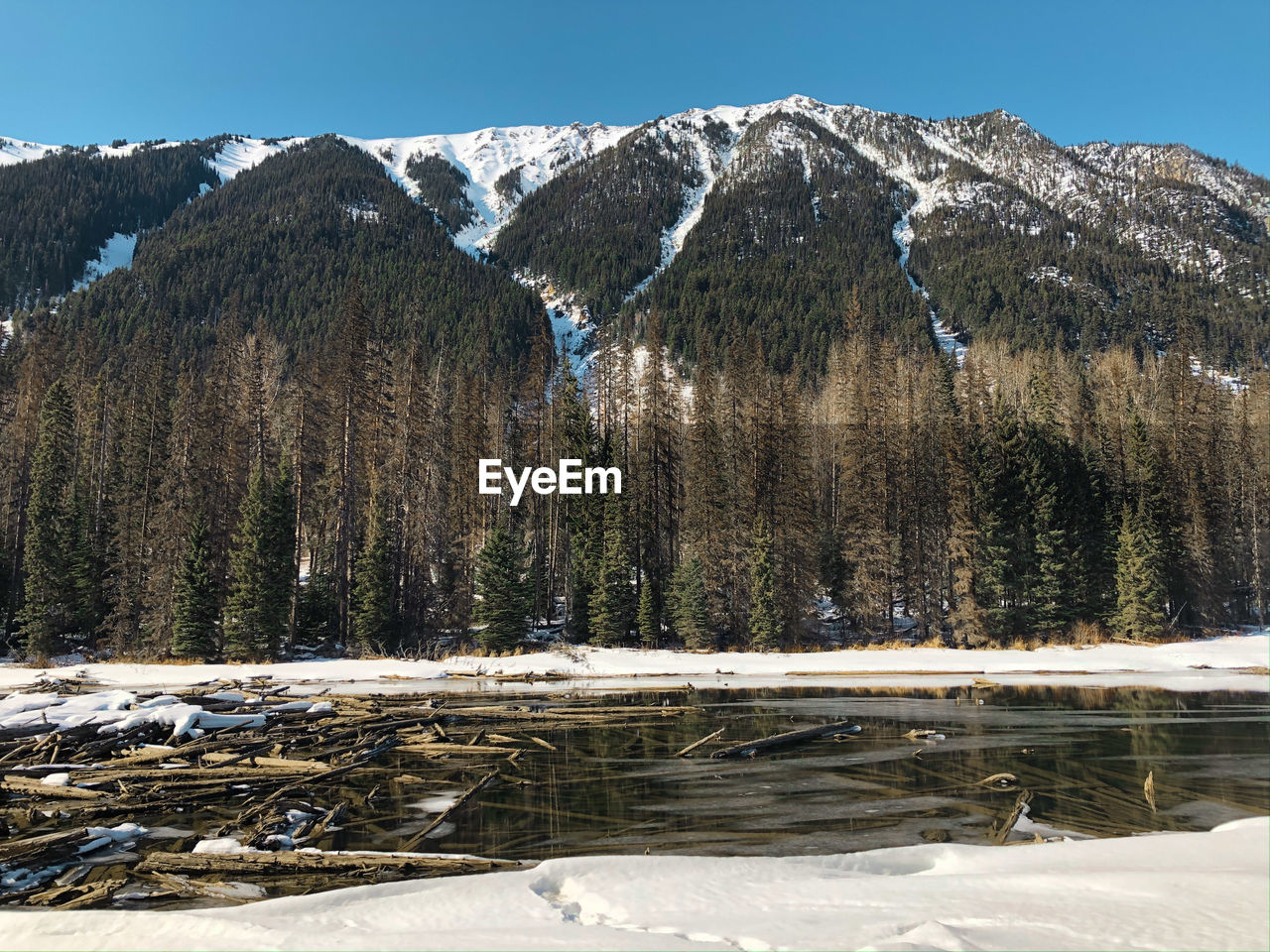 A view of snow covered lillooet lake with driftwoods floating on the surface of the lake.