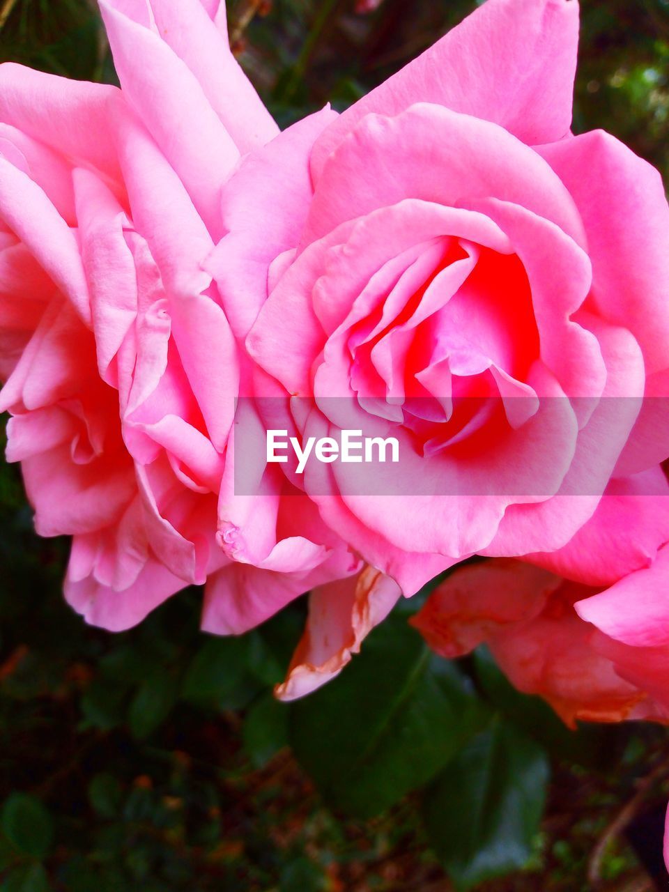 CLOSE-UP OF PINK ROSE PLANT