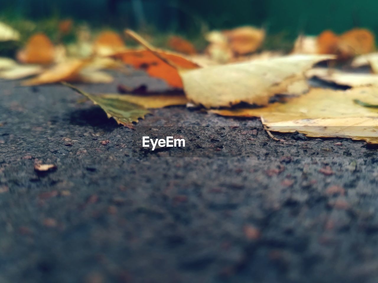 CLOSE-UP OF WET AUTUMN LEAVES ON GROUND