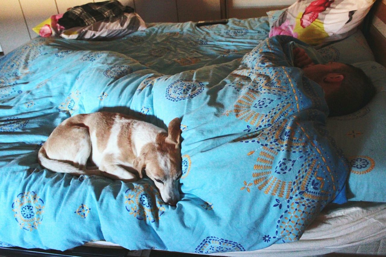 HIGH ANGLE VIEW OF DOG RELAXING ON BED