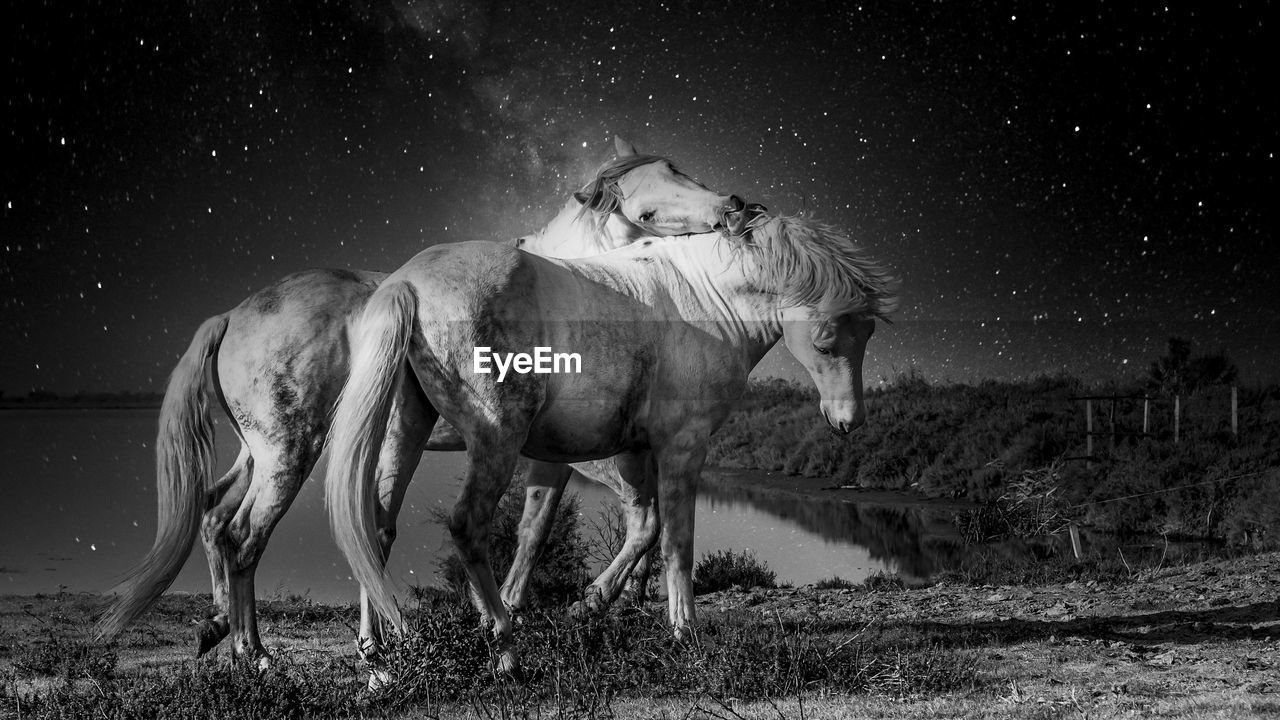 Horses walking on field at night