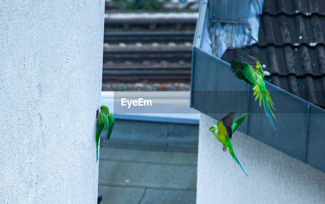 BIRD PERCHING ON WALL