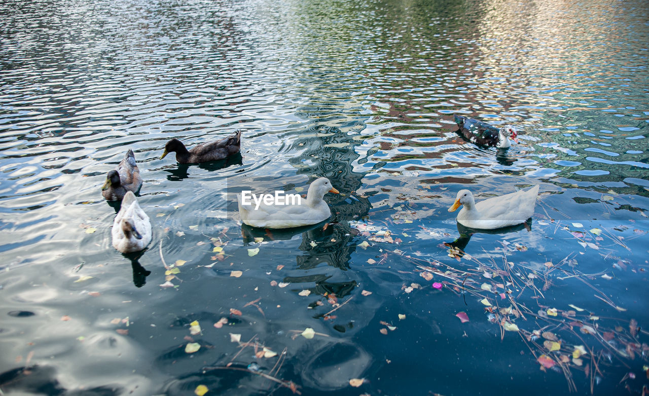 High angle view of swans swimming in lake