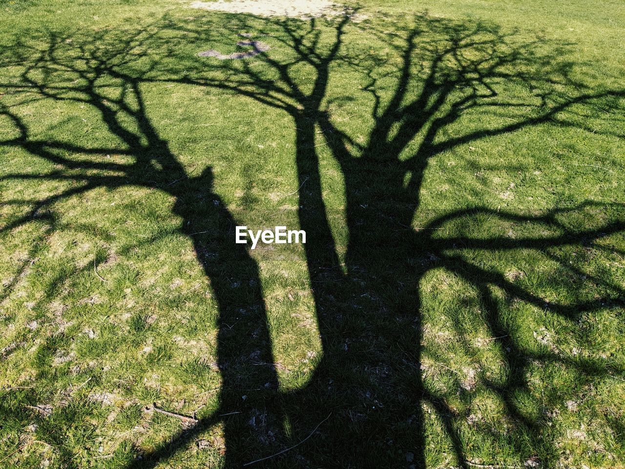 The shadow of a tree on the grass