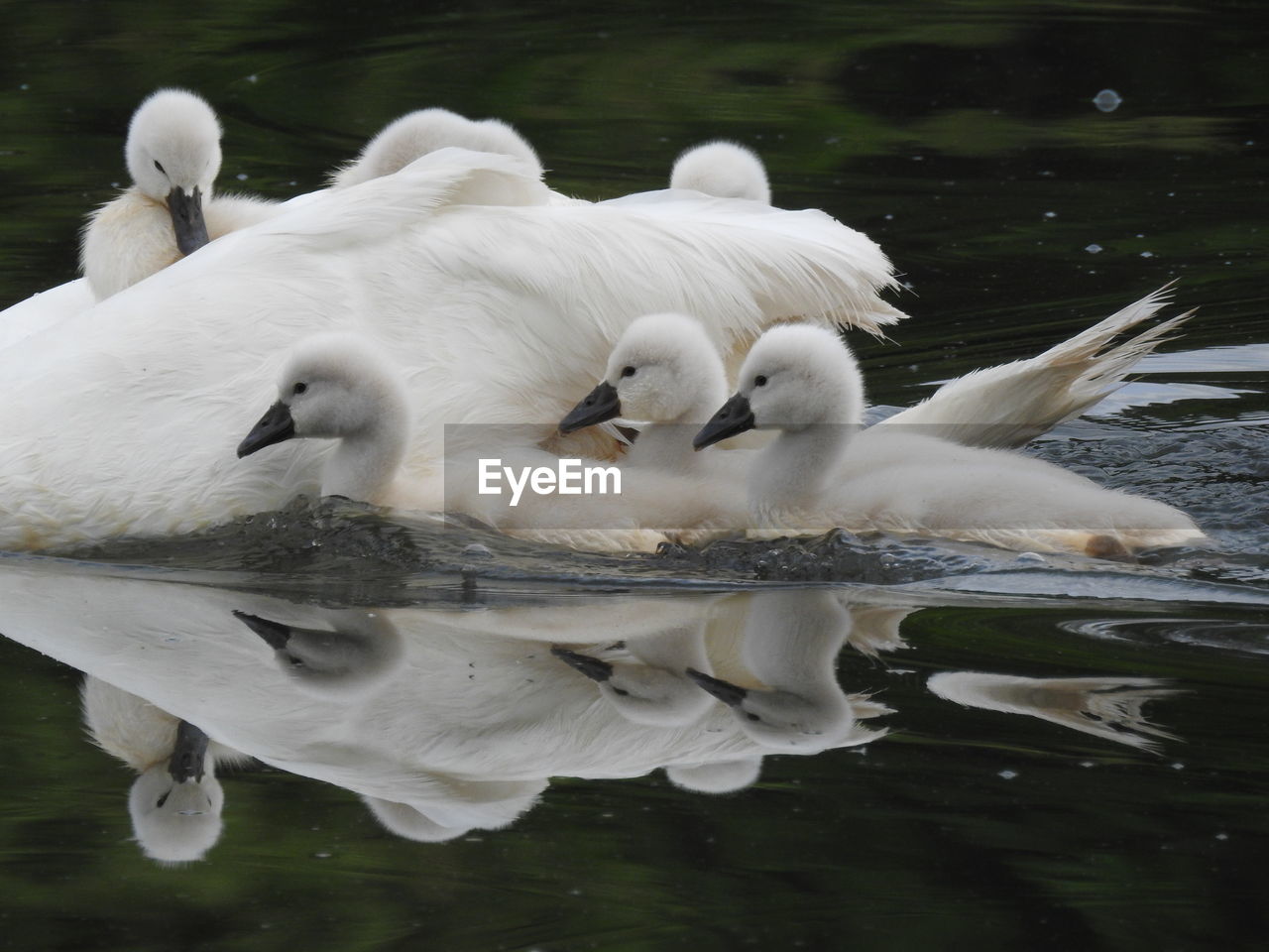 WHITE SWAN FLOATING ON WATER