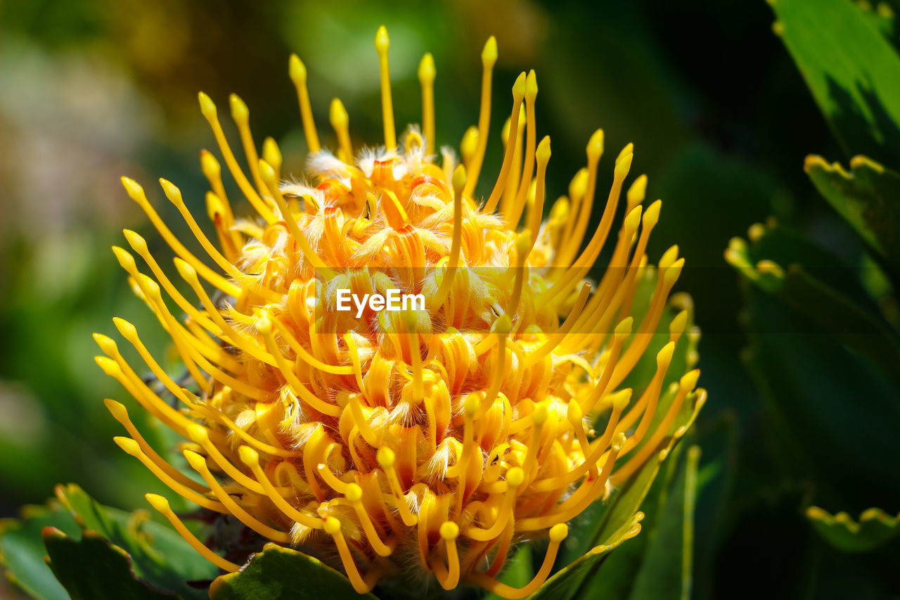 Close-up of yellow flowering plant