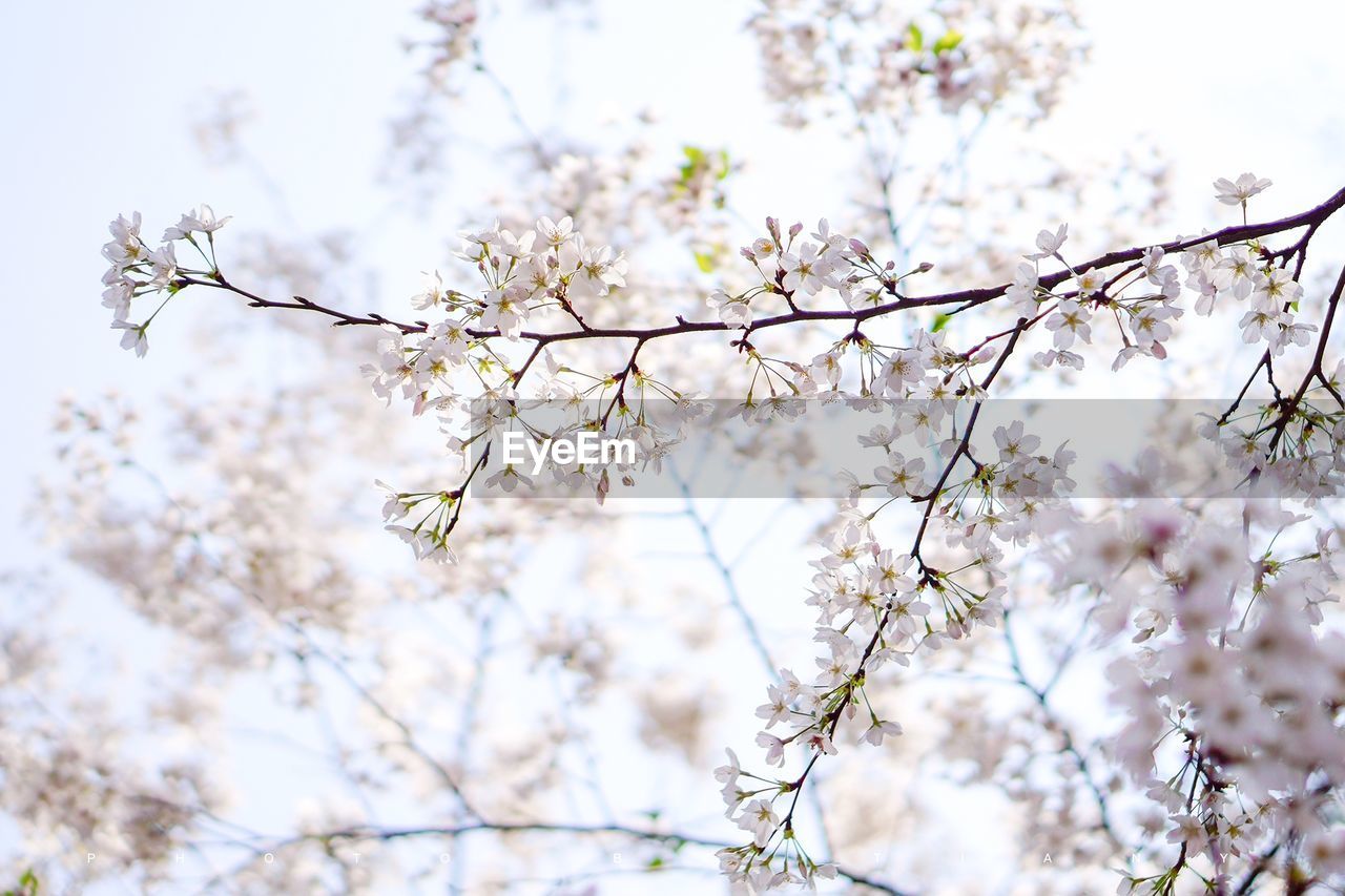 Low angle view of cherry blossom against sky