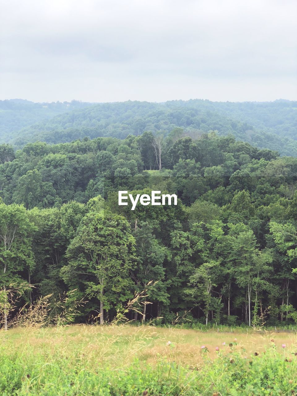 SCENIC VIEW OF TREES GROWING ON FIELD