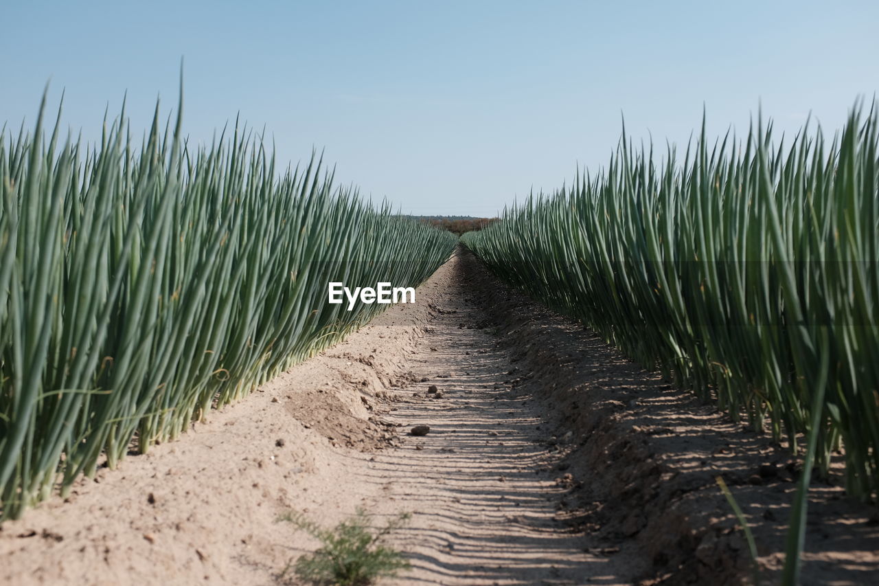 Scenic view of landscape against clear sky