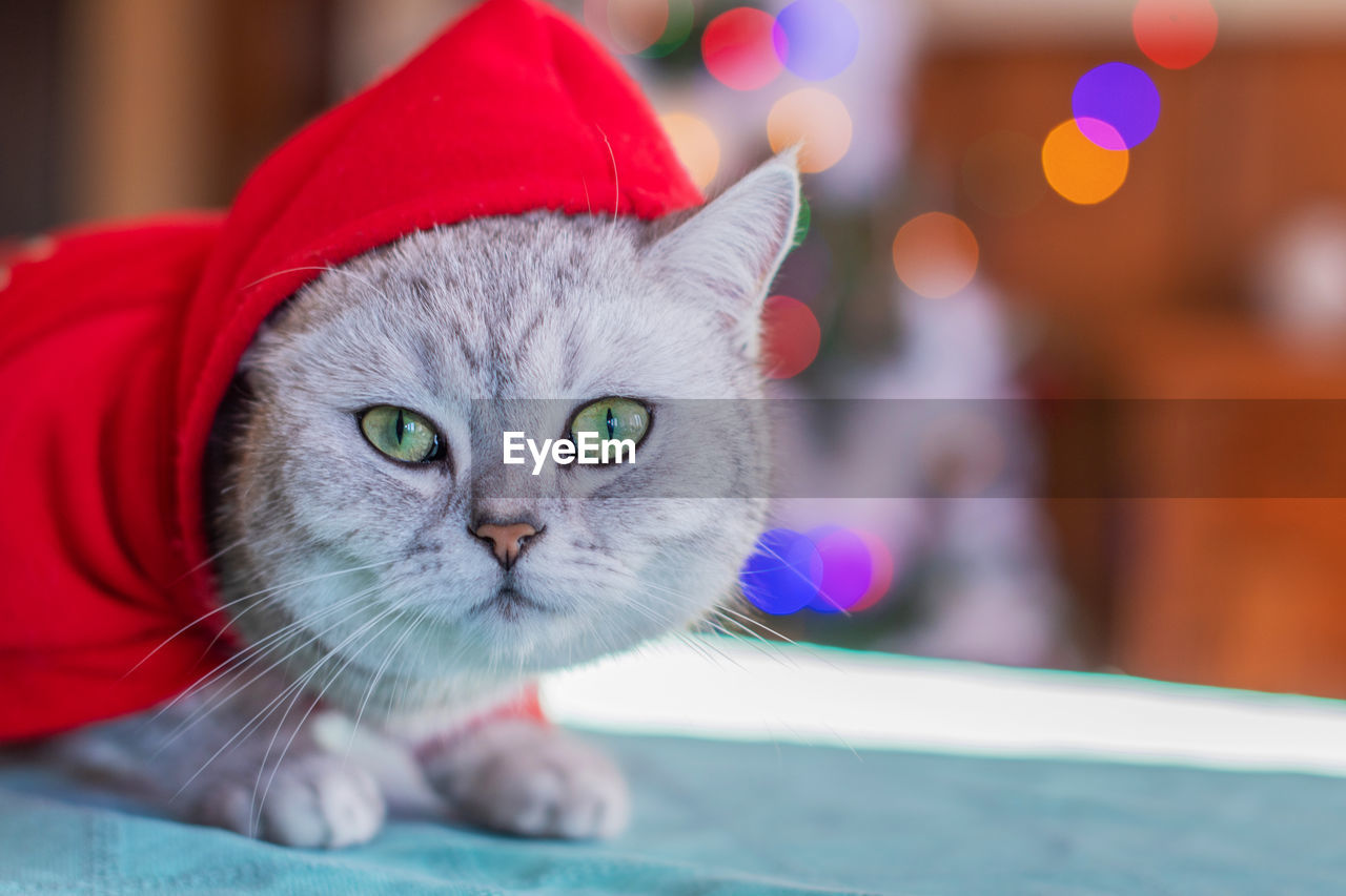 Cat in red santa clothes on the background of lit garlands on the christmas tree