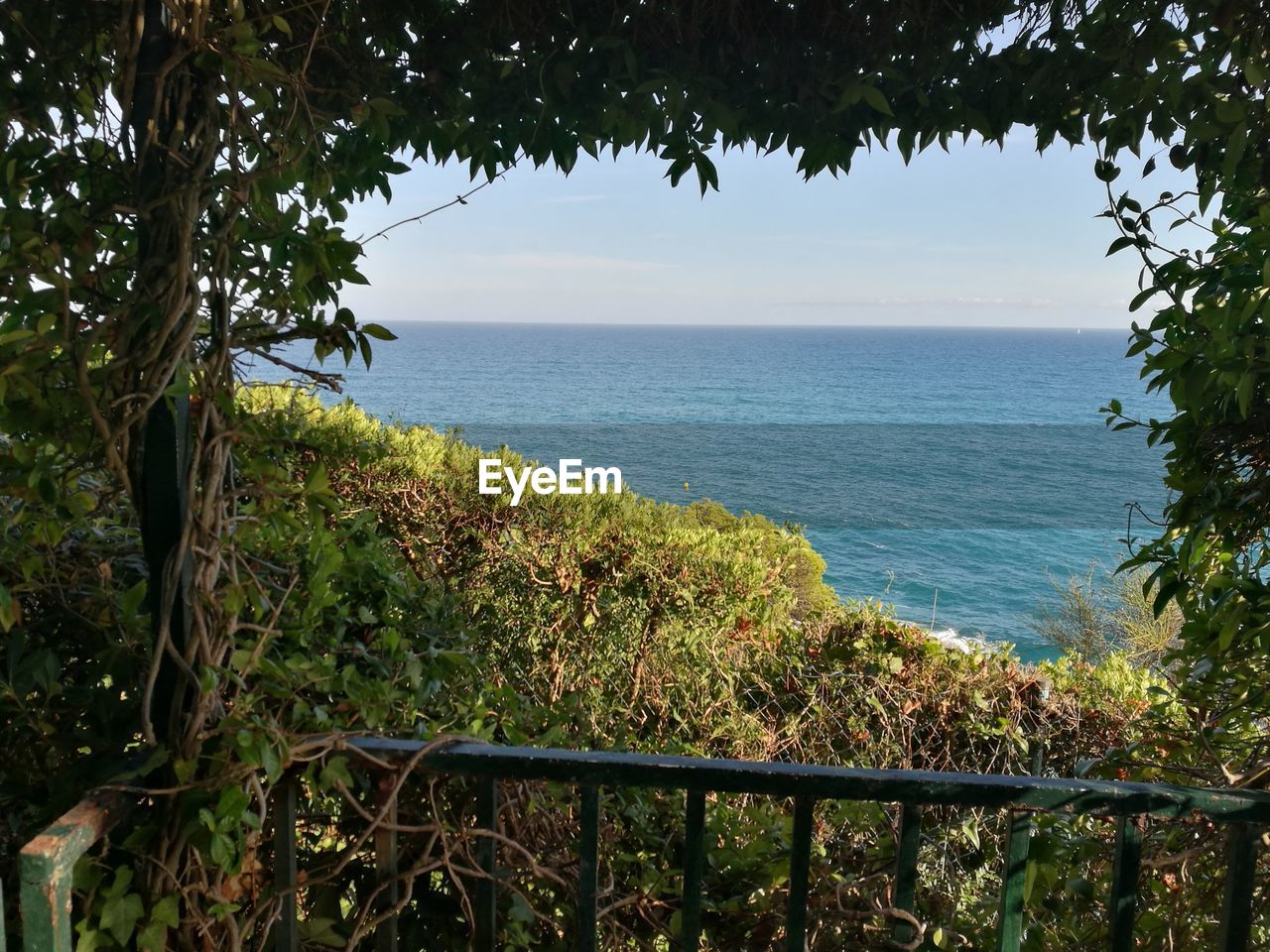 PLANTS BY SEA AGAINST SKY