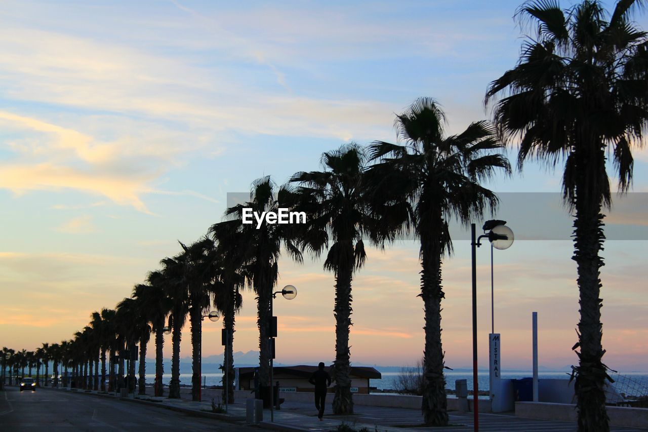 Palm trees in row on beach