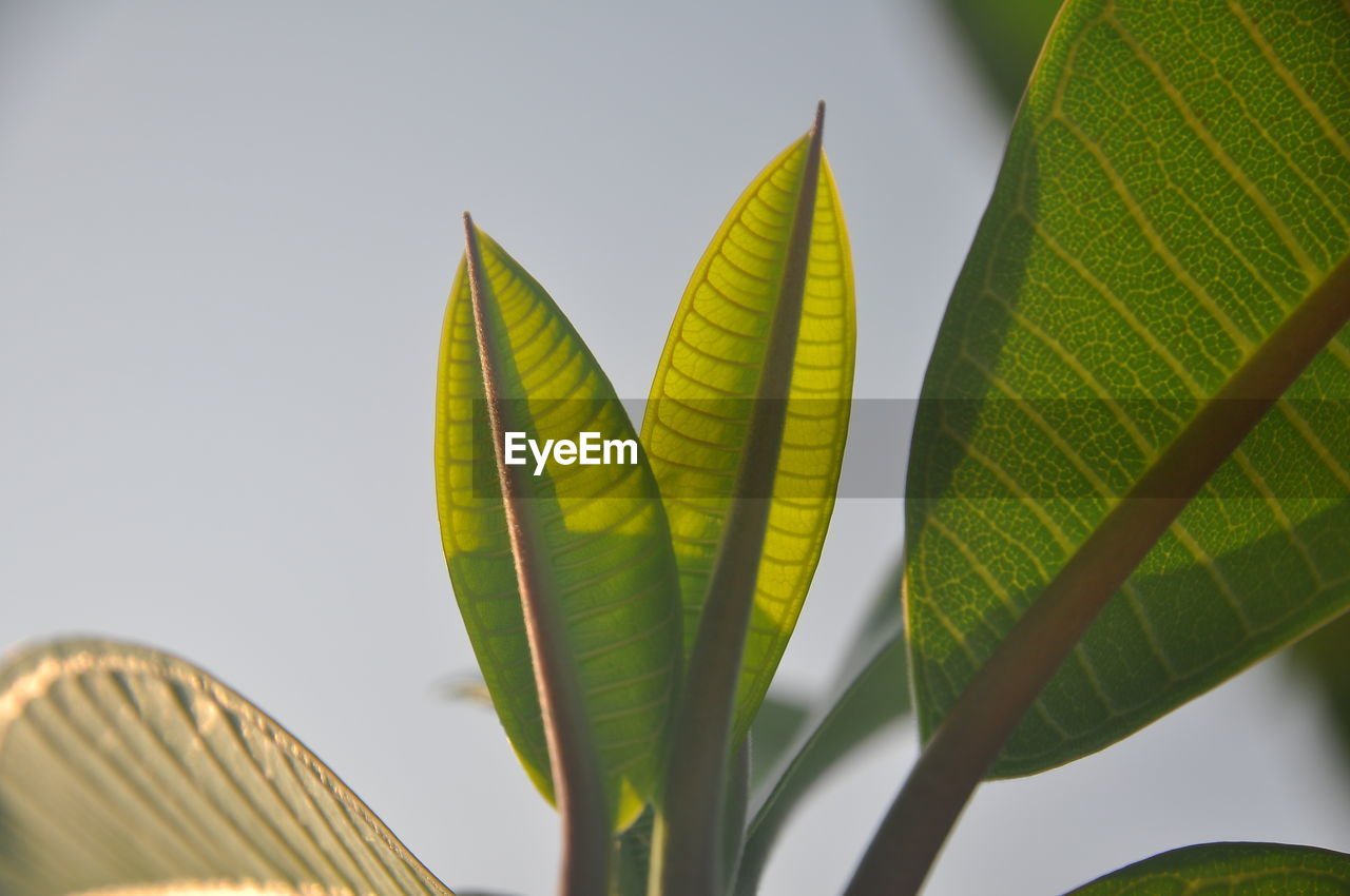 CLOSE-UP OF GREEN LEAVES AGAINST SKY