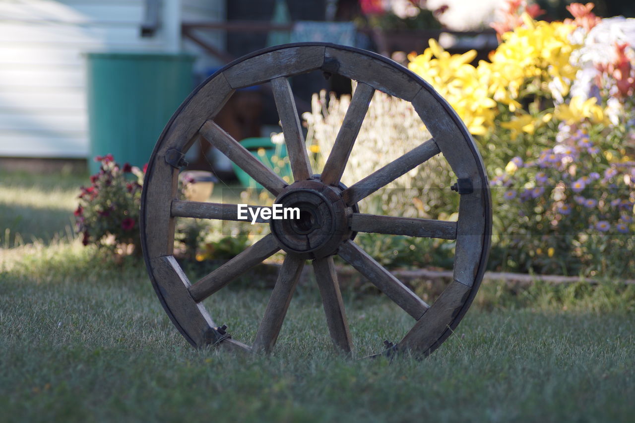 plant, cannon, flower, flowering plant, wheel, nature, grass, no people, weapon, day, outdoors, the past, wagon wheel, architecture, history, vehicle, transportation, field, war, fighting, beauty in nature
