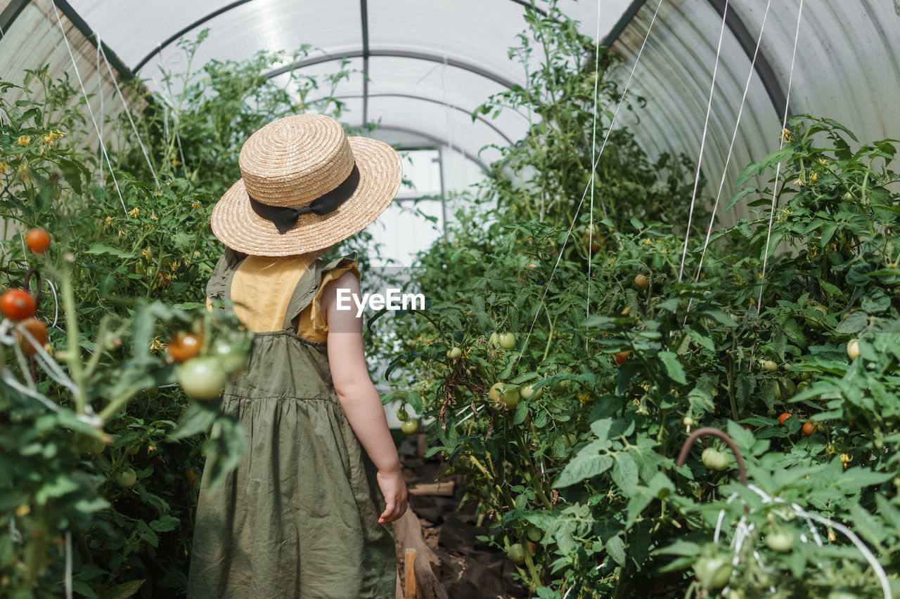 A little girl in a straw hat is picking tomatoes in a greenhouse. harvest concept.