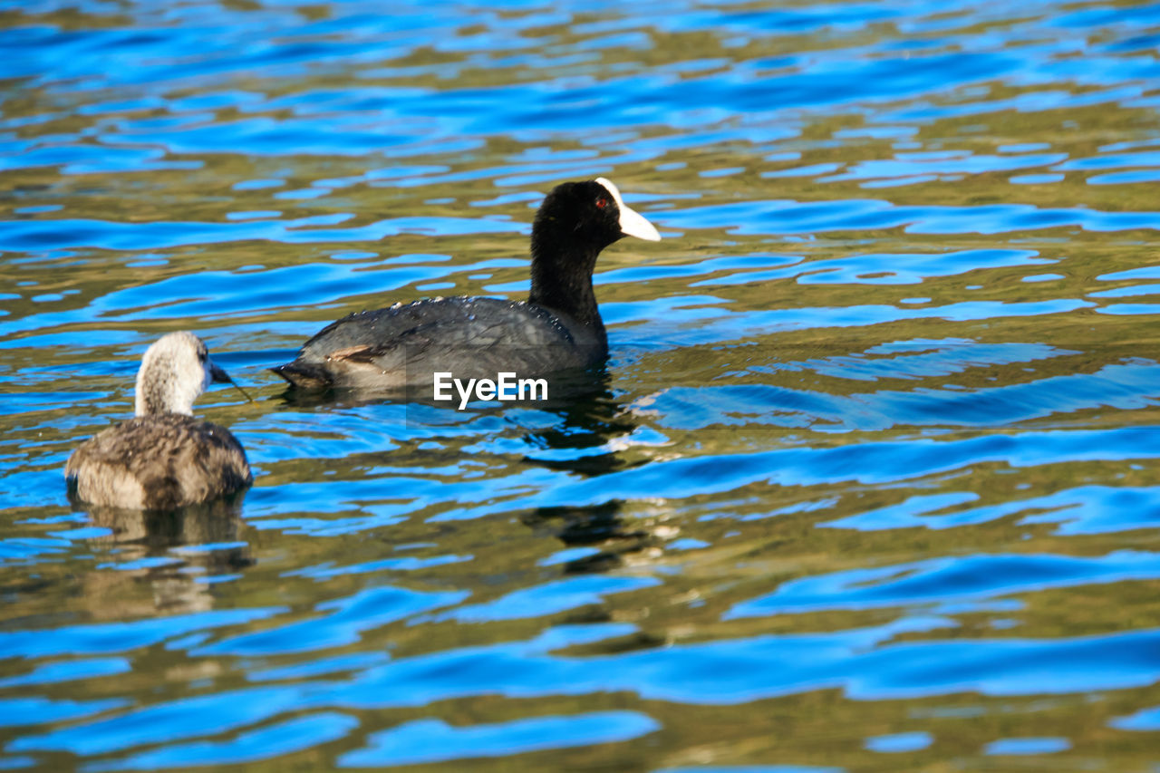 MALLARD DUCK SWIMMING ON LAKE