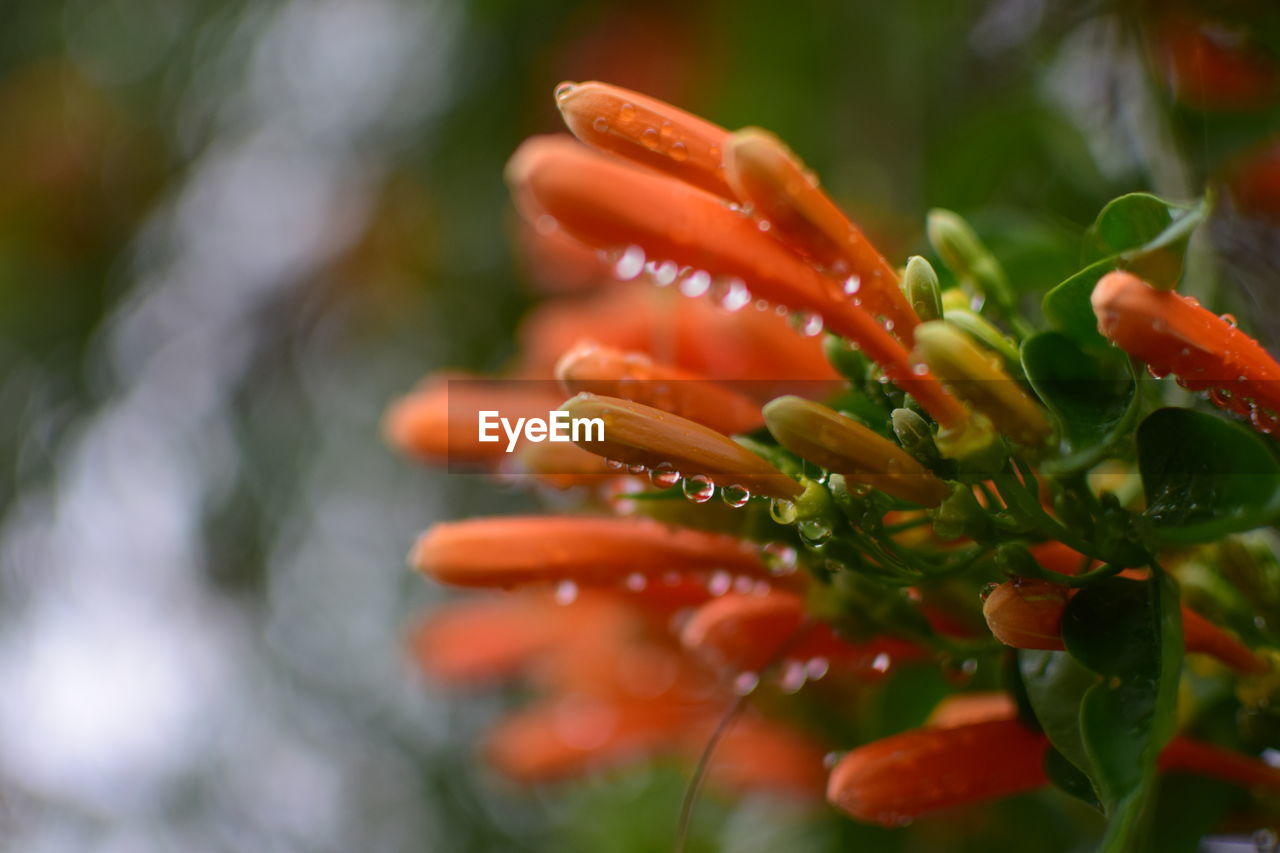 CLOSE-UP OF FRESH ORANGE FLOWERS