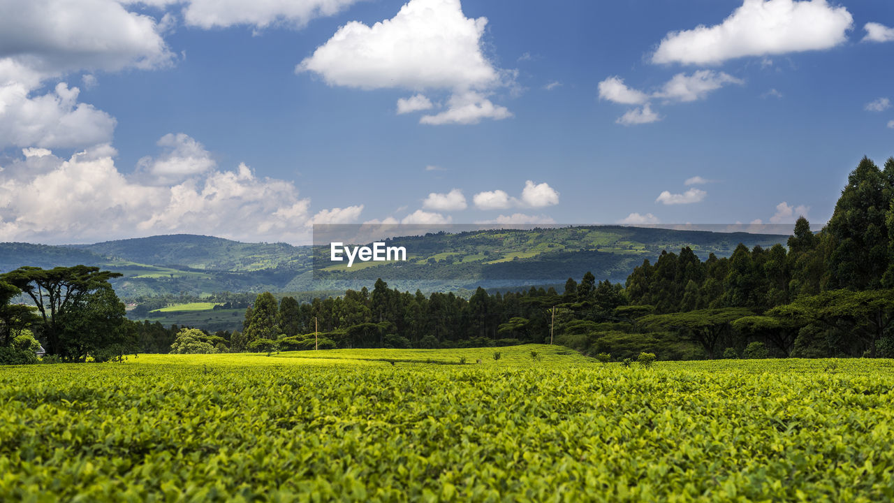 Scenic view of field against cloudy sky