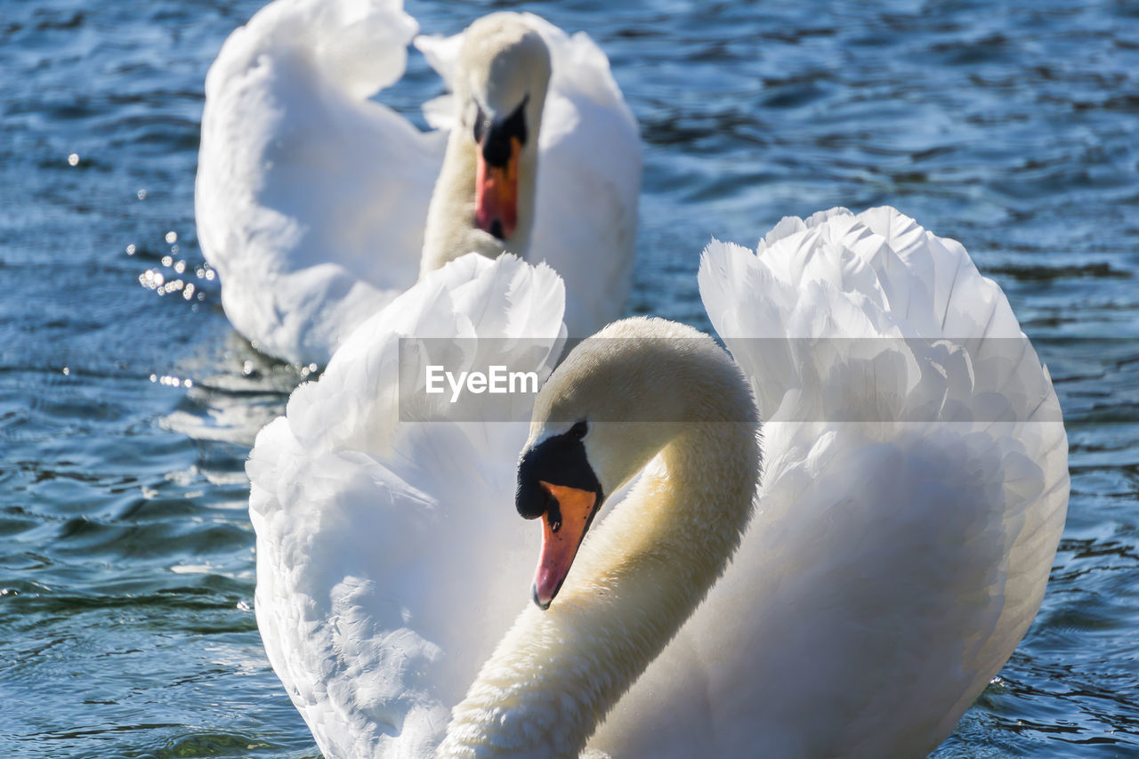 Swans swimming on lake