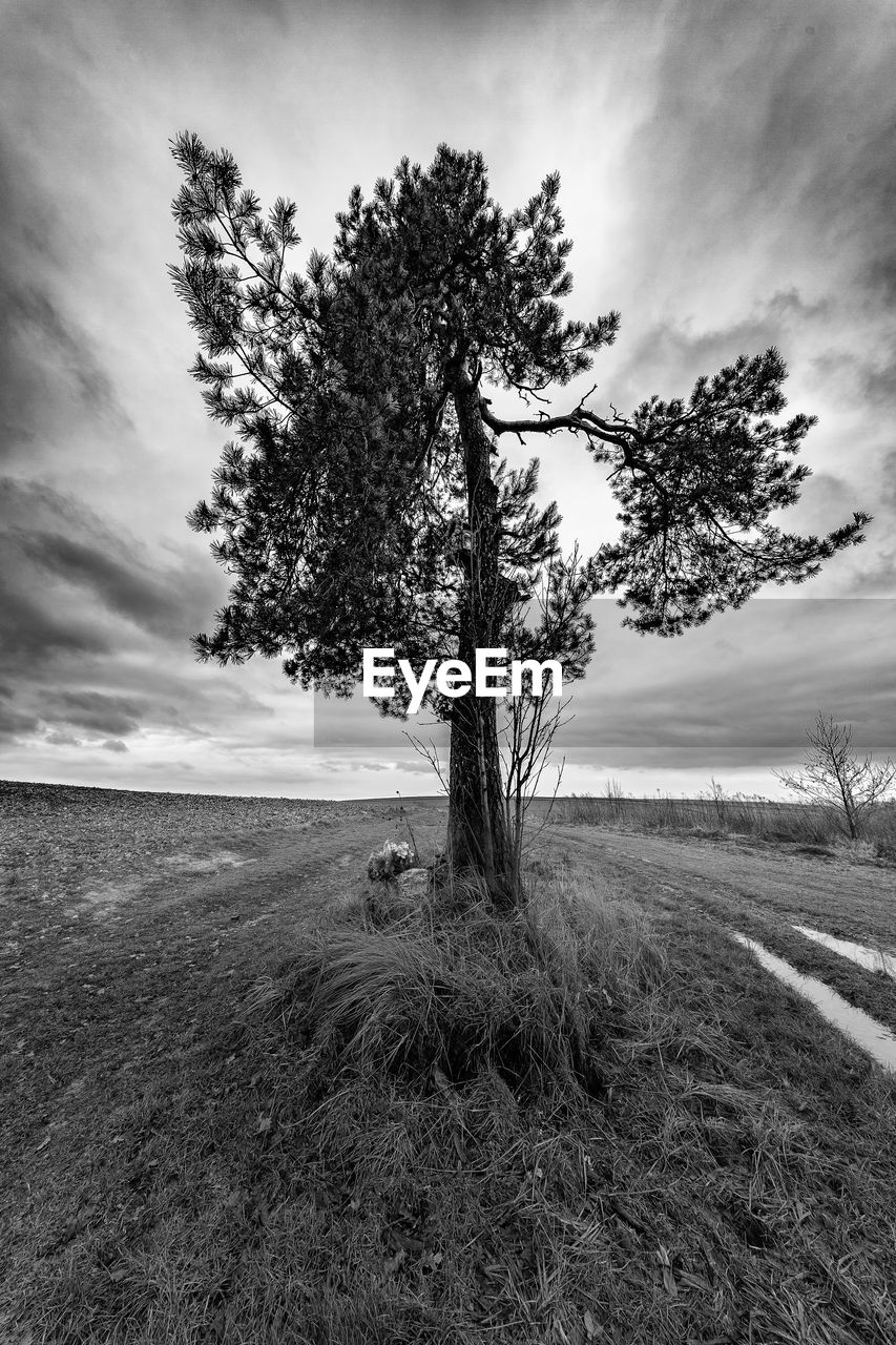 Tree on field against sky