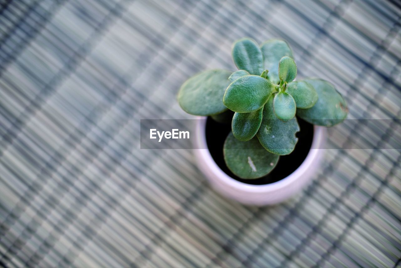 High angle view of potted plant on table