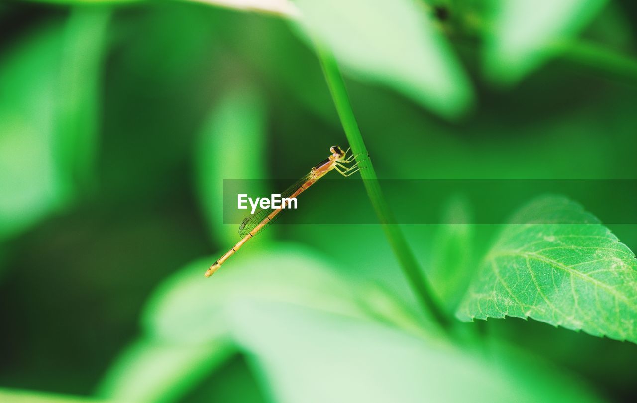 Close-up of insect on leaf