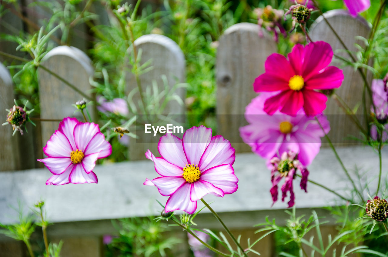 Close-up of pink cosmos flowers