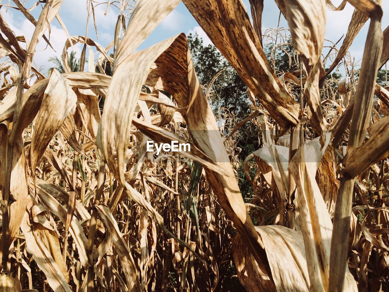 FULL FRAME SHOT OF DRY PLANTS