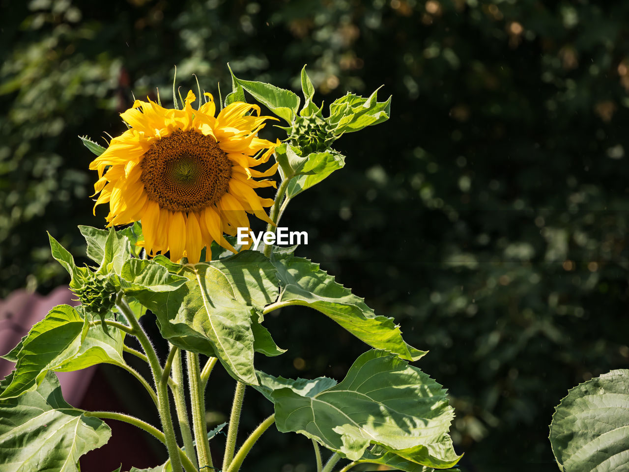 CLOSE-UP OF YELLOW SUNFLOWER AGAINST PLANT