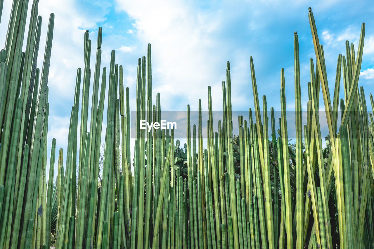 Low angle view of bamboo plants against sky