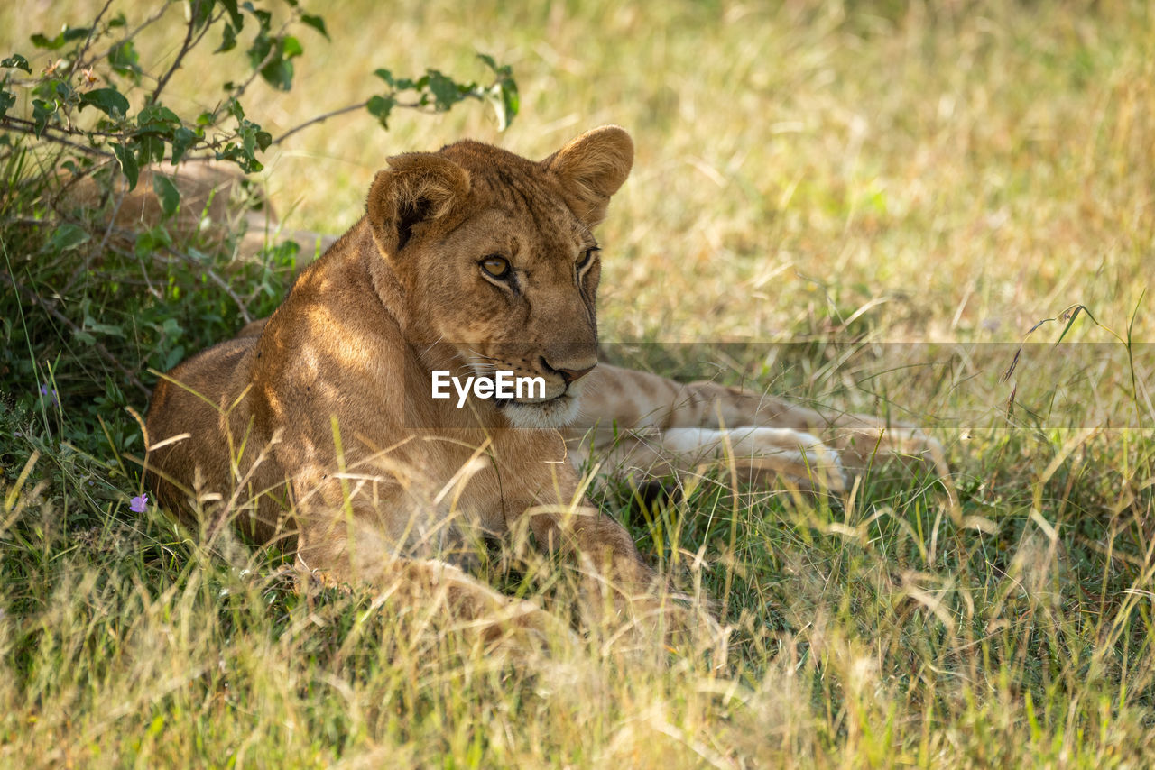 Close-up of lioness resting on field