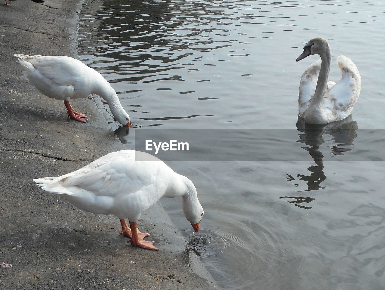 High angle view of swan and geese at lake