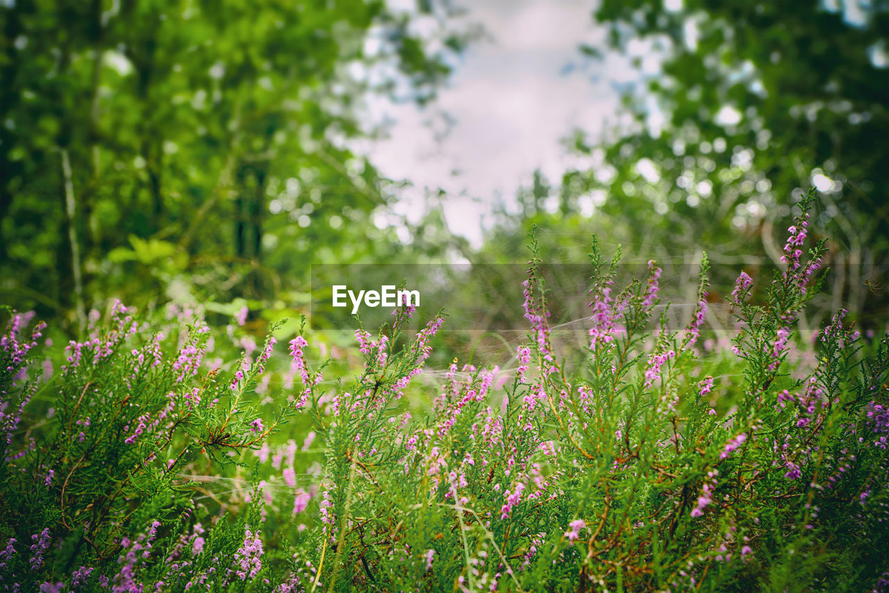 FLOWERING PLANTS ON FIELD