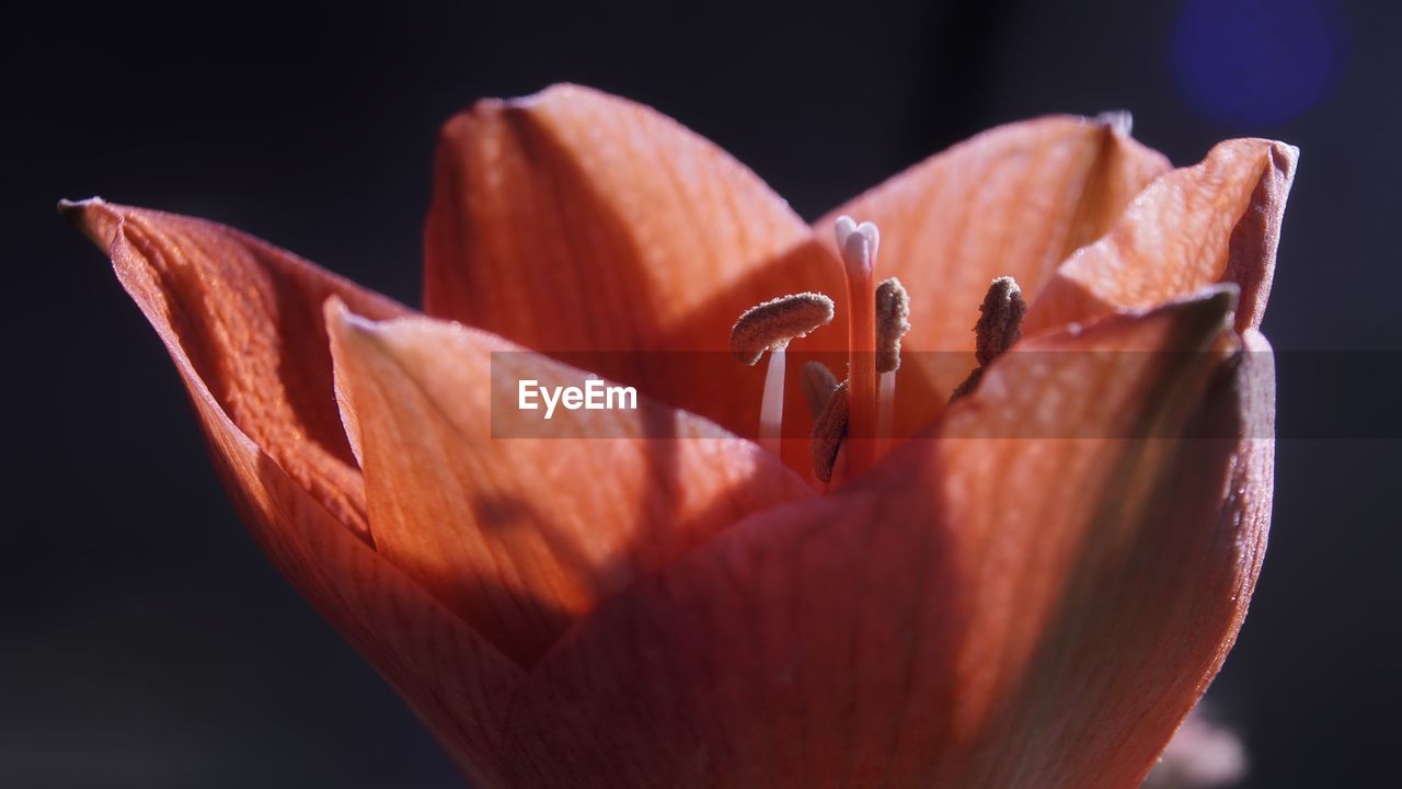 close-up of orange rose