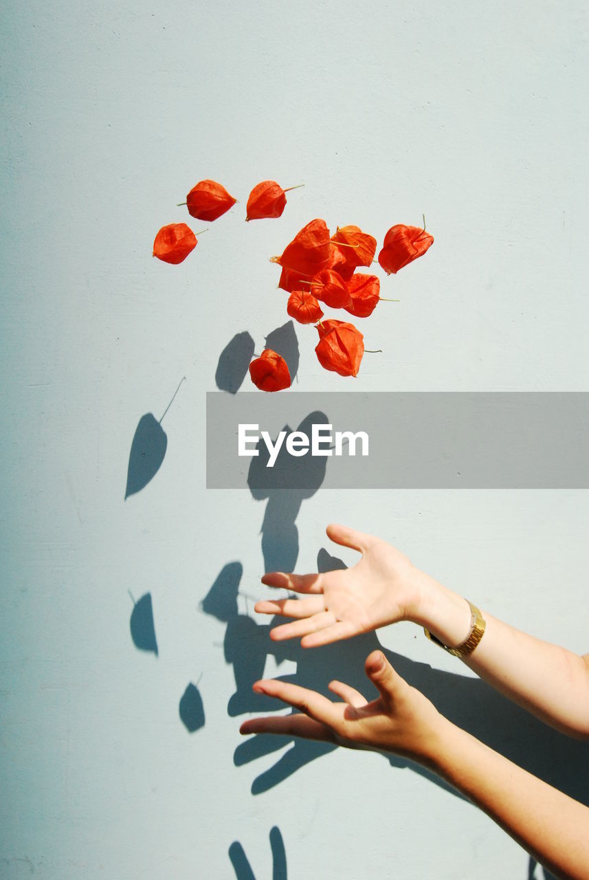 Hands throwing winter cherries against blue background